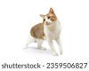 cat stock image|4,474,469 Cat Royalty.